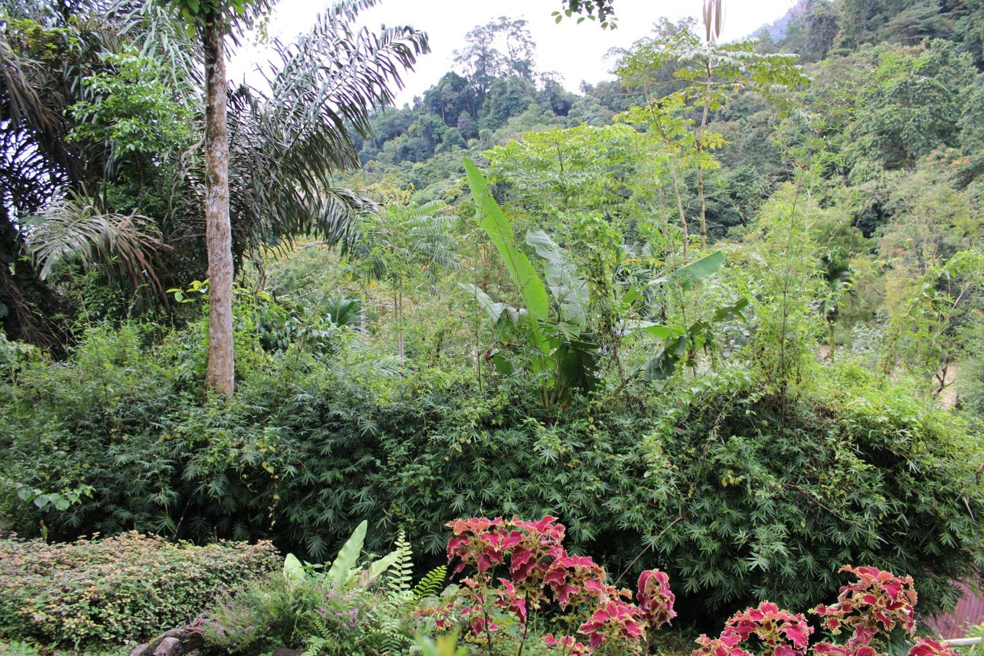 Mountain View Cottages & Villa Tangkahan Buitenkant foto